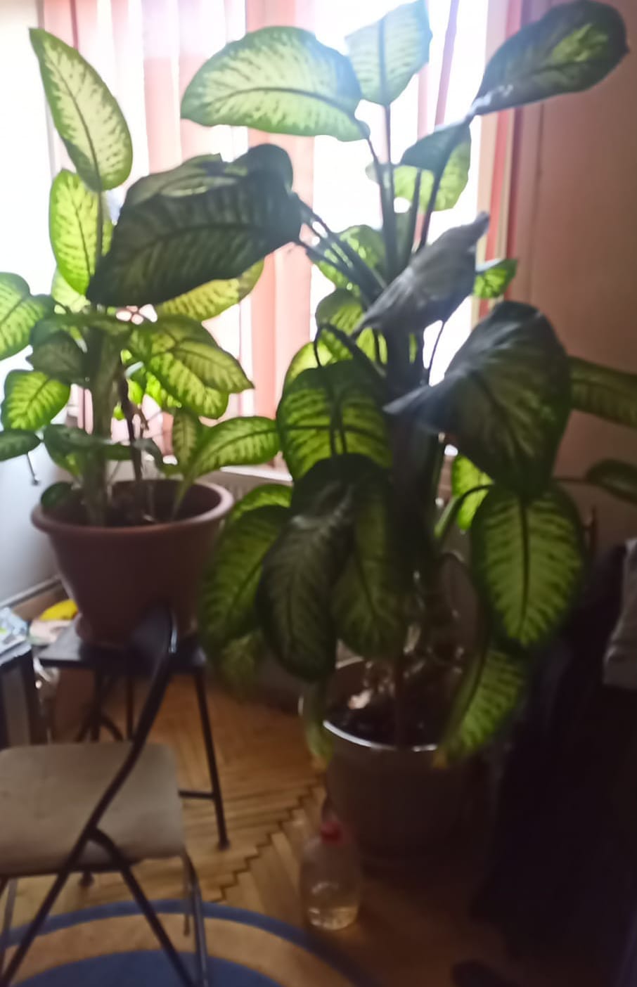 Dieffenbachia experiment